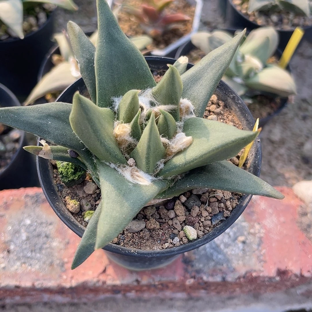 9.1cm实生龙牙牡丹