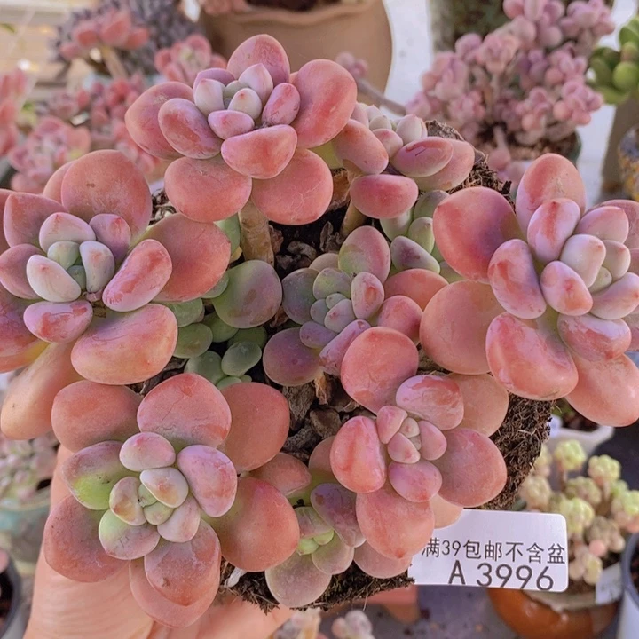 大花朵樱花洛神15cm3996多肉植物