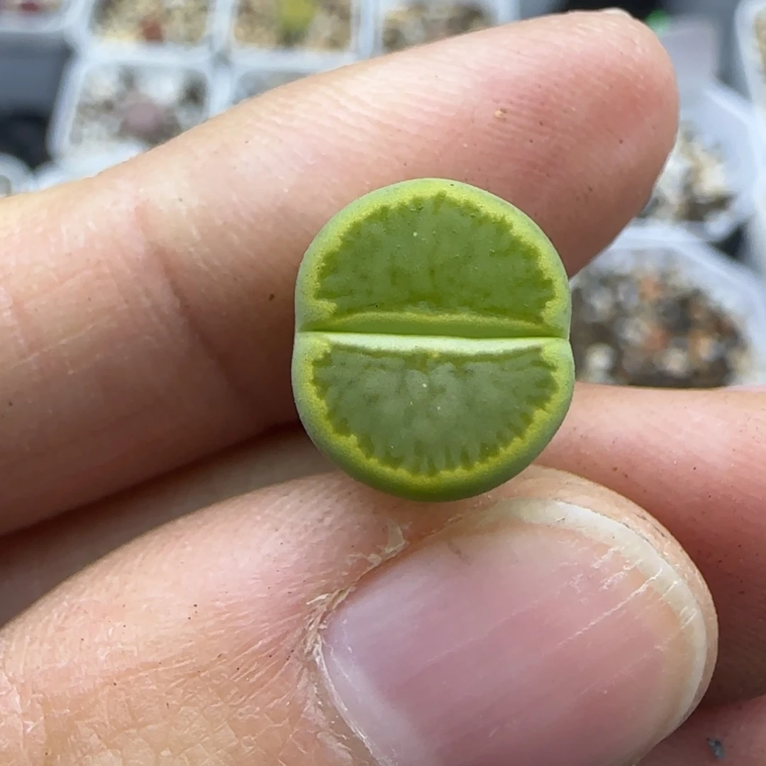 879 清框福利30包邮