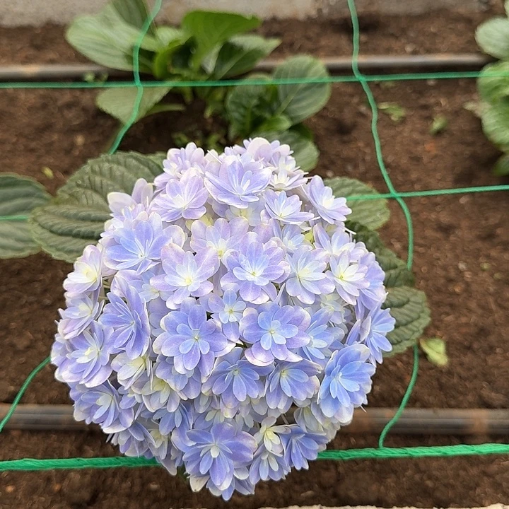 119号绣球/有色差介意勿拍/3单冷链包邮/偏远补运费发德邦