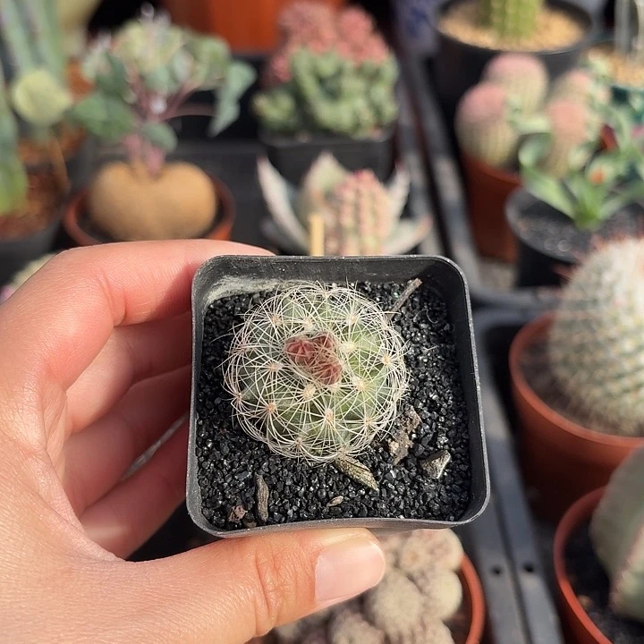 白虎娇丽仙人球123