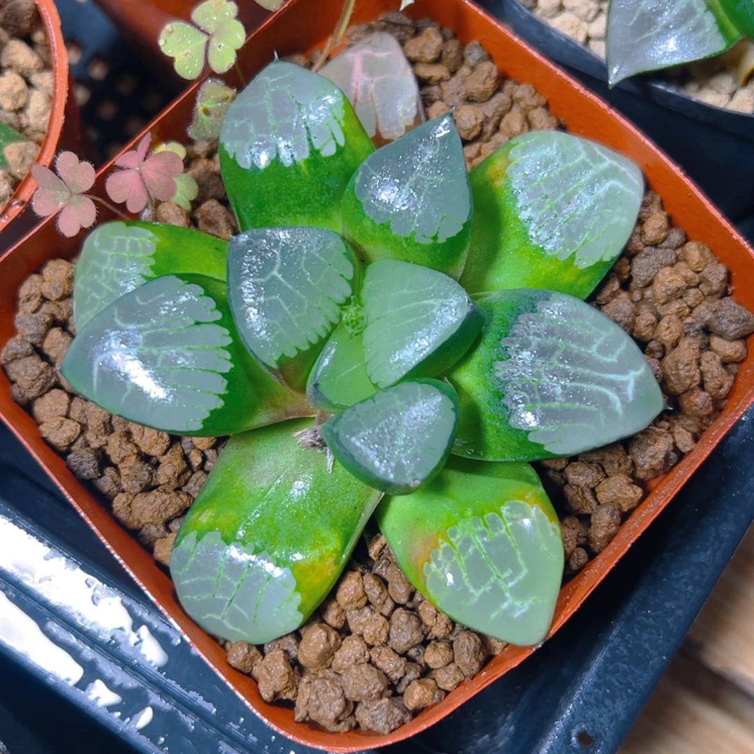 母本亮窗克玉露多肉