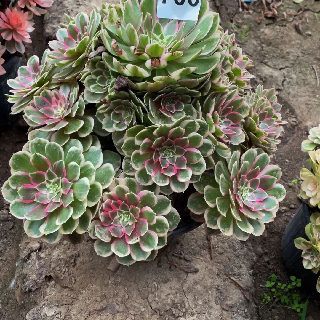 多肉法师700号孔雀翎发货不包损