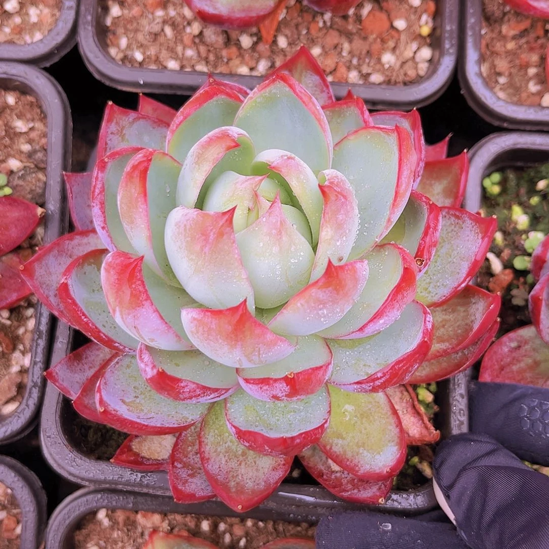 惊鸿12.5公分9999888889