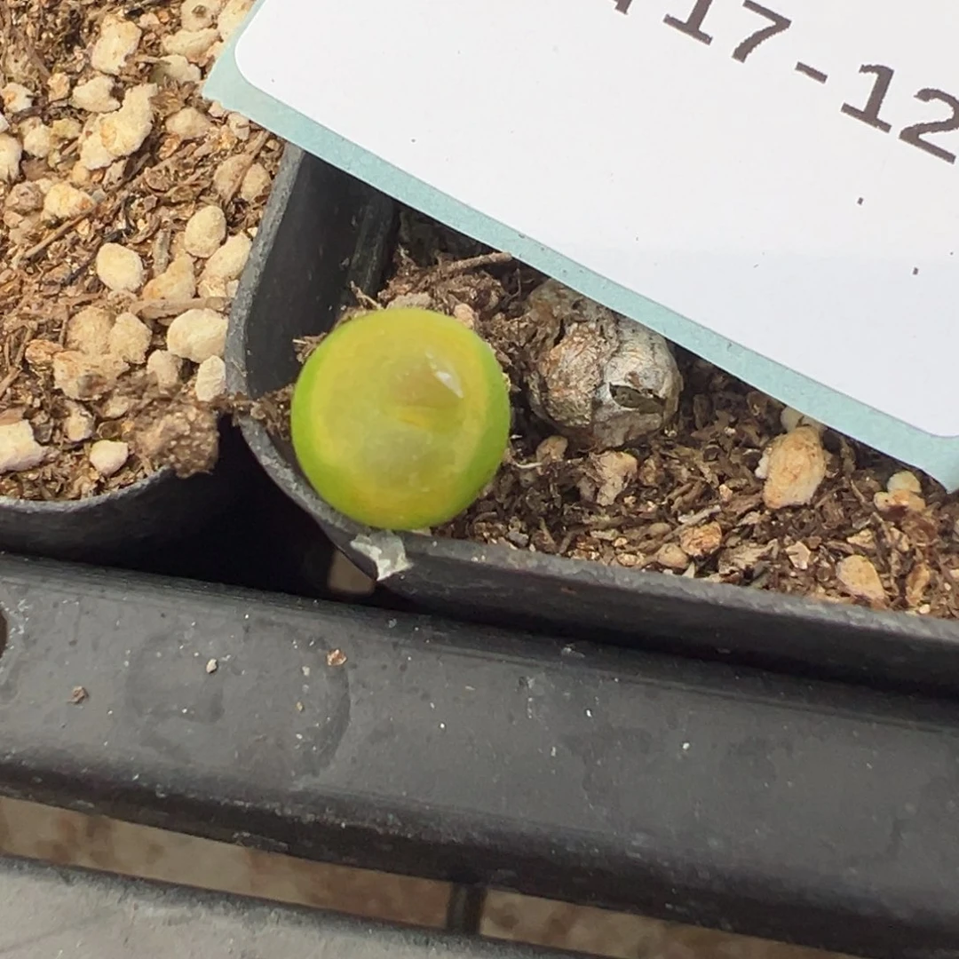 17-124拉登多肉植物，