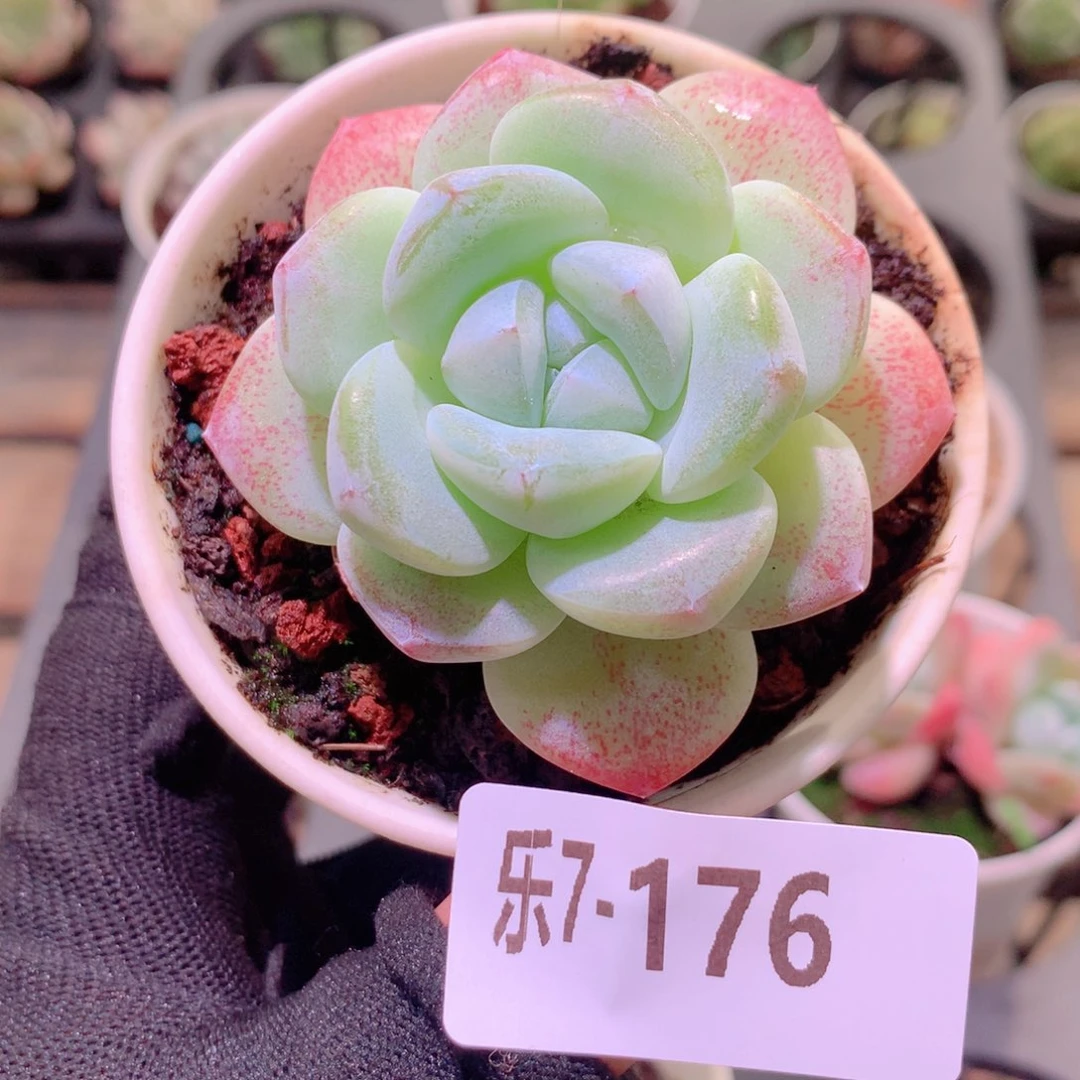 乐然7-176 冰玉单头