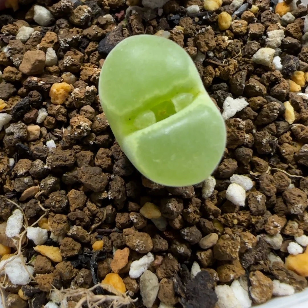 12.17。   y400。     2010