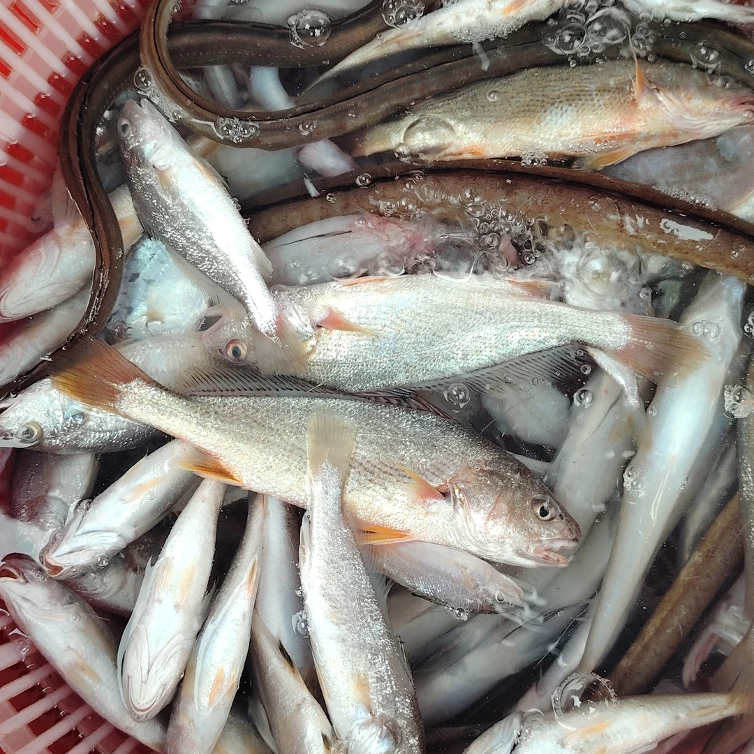 汕尾小船货鱼代购