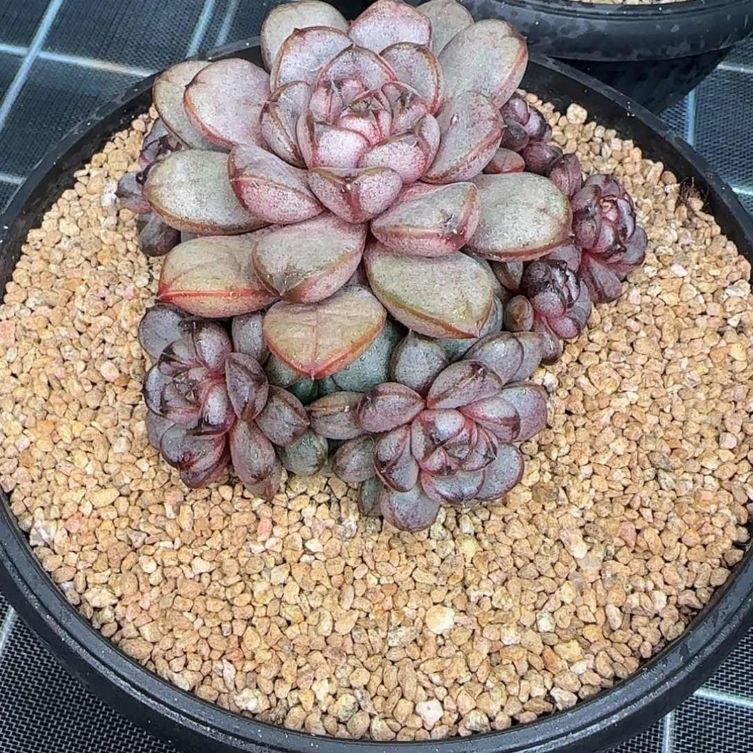 从前慢花园精选葡萄小