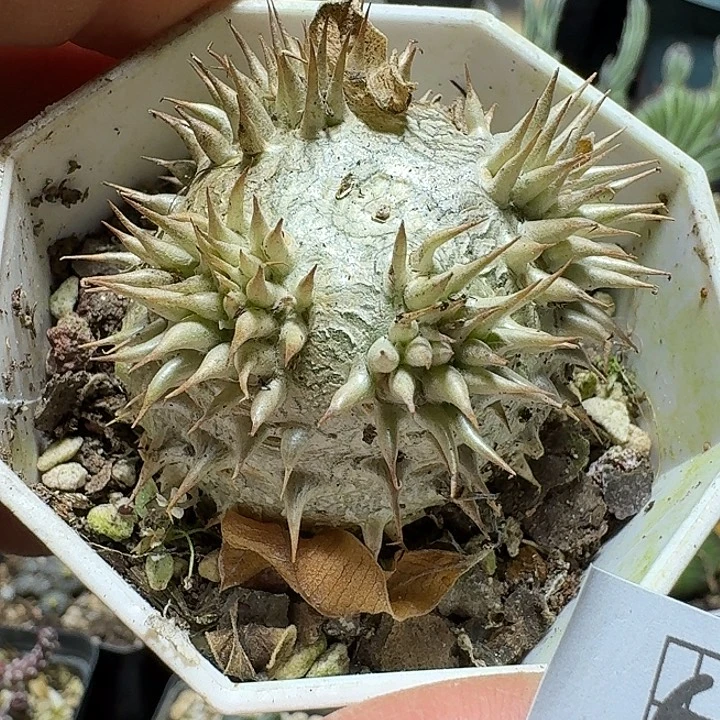 633惠比须笑带盆发货