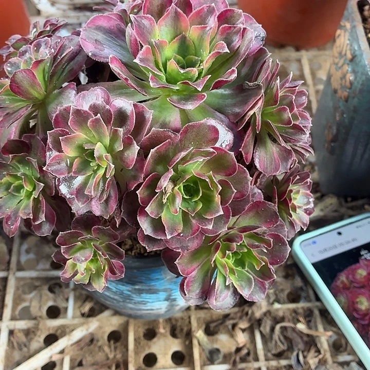 安娜小棵一棵拼单福利