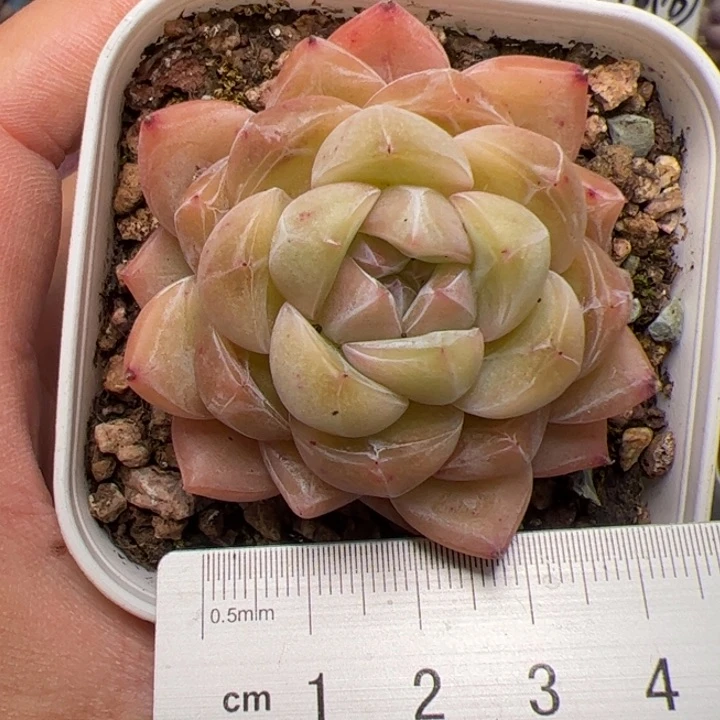 105 多肉植物组合