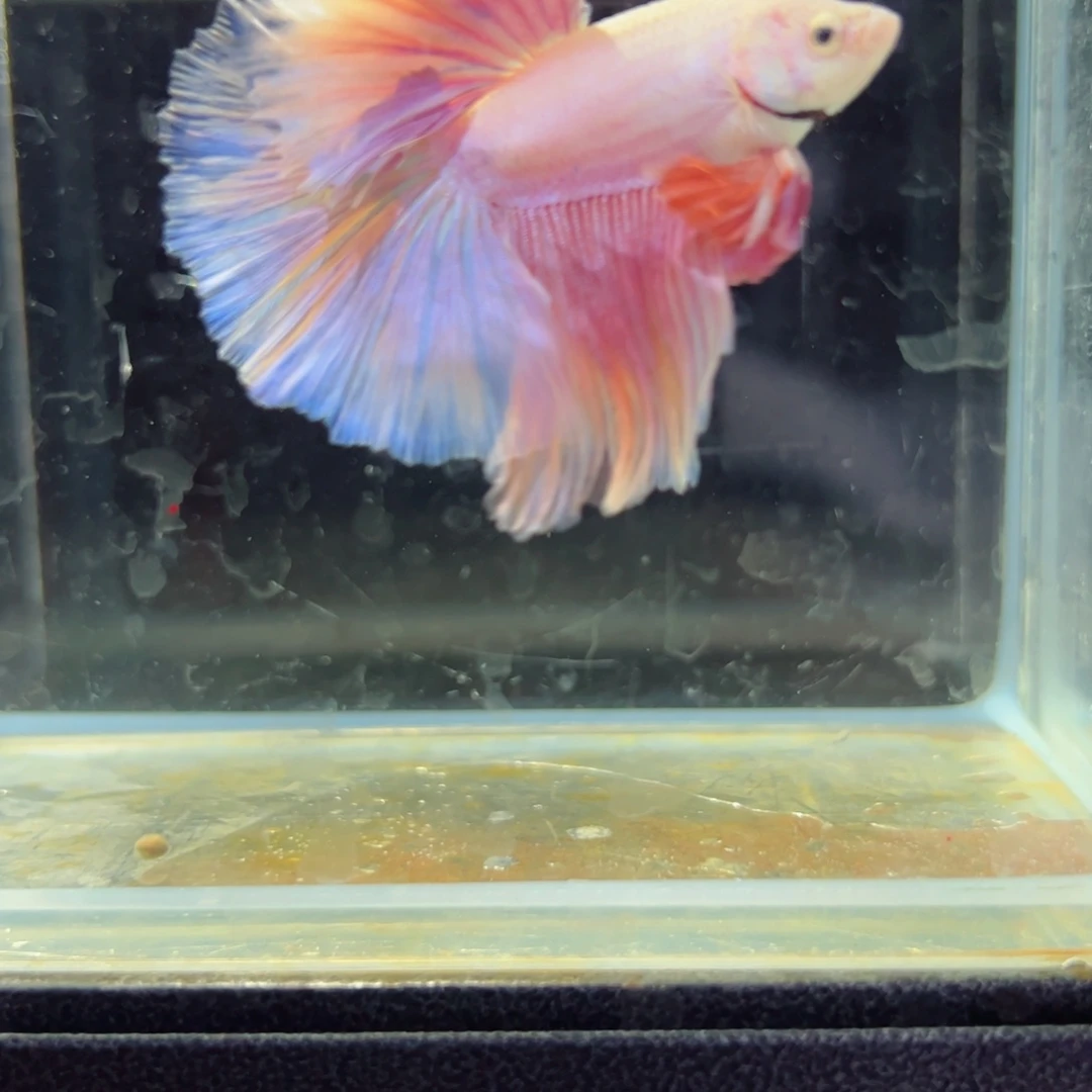 斗鱼浅色特殊尾hhhh