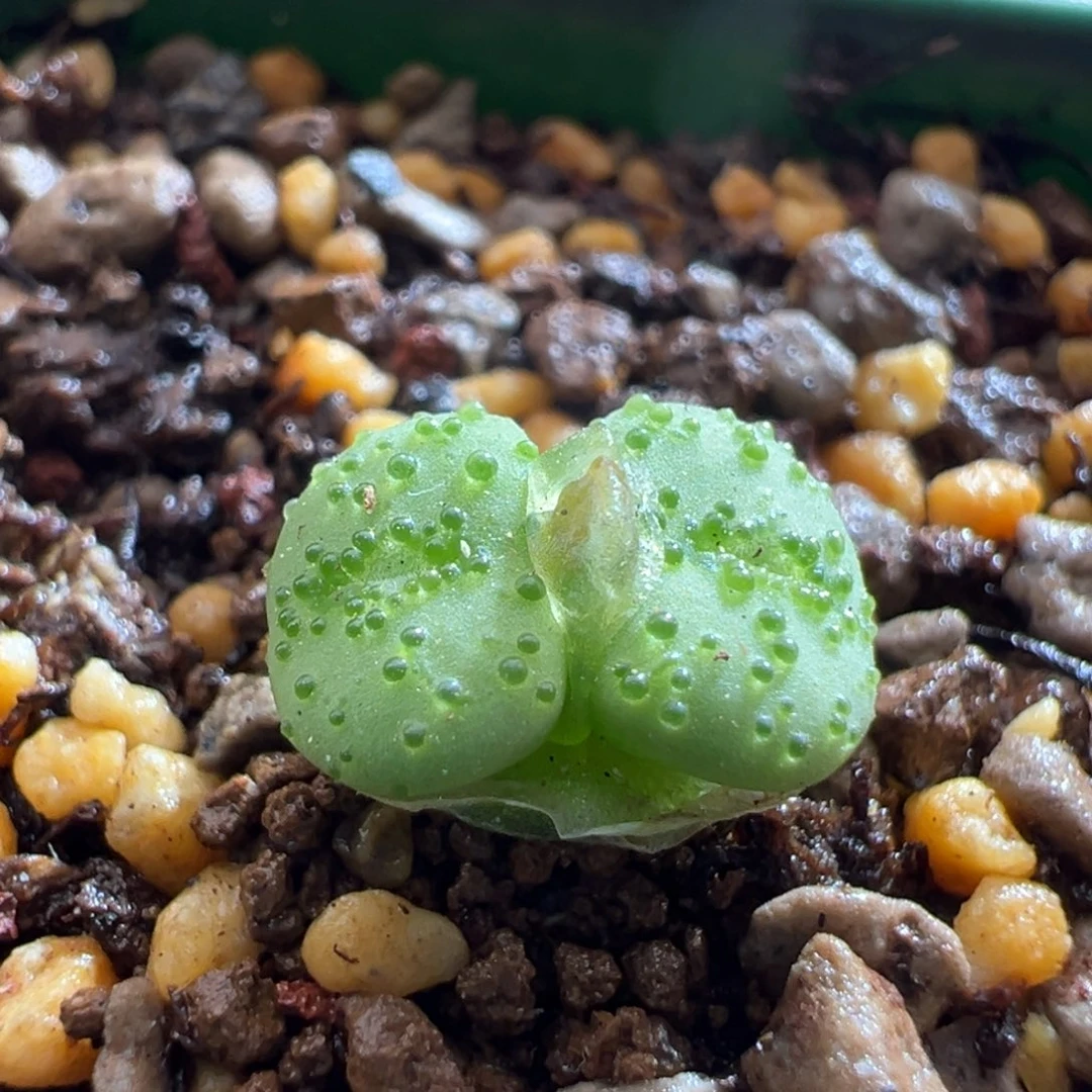 595优选火龙果安安贞双头