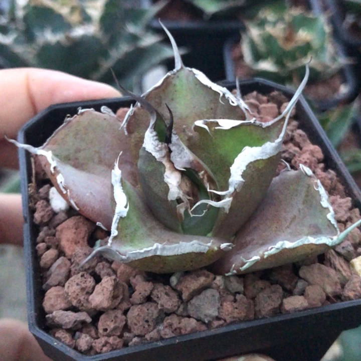 黑豹仁王冠龙舌兰
