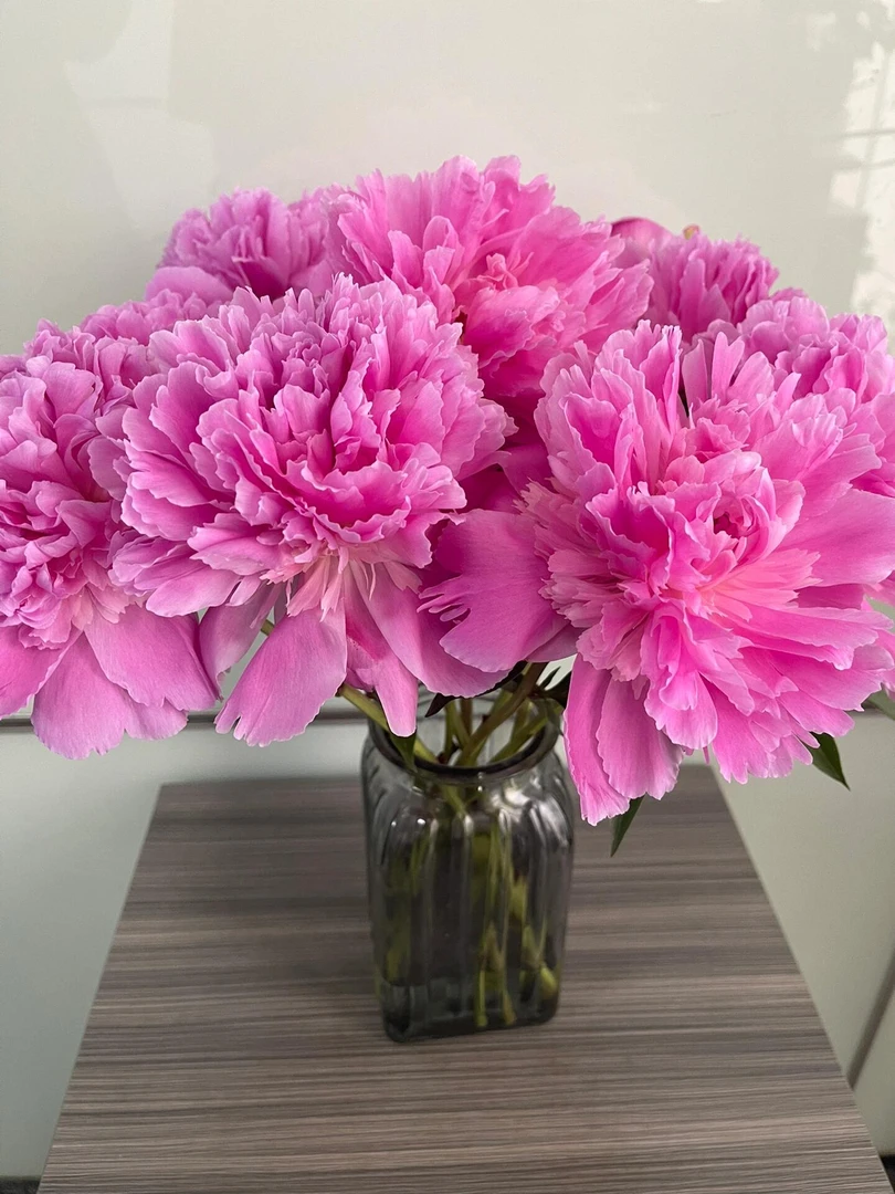 【进口芍药哈特公主】五月花神芍药客厅日常养花质感高级氛围鲜花