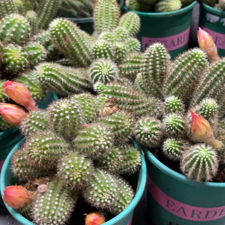 群生多头白檀吕根岛火焰一杯