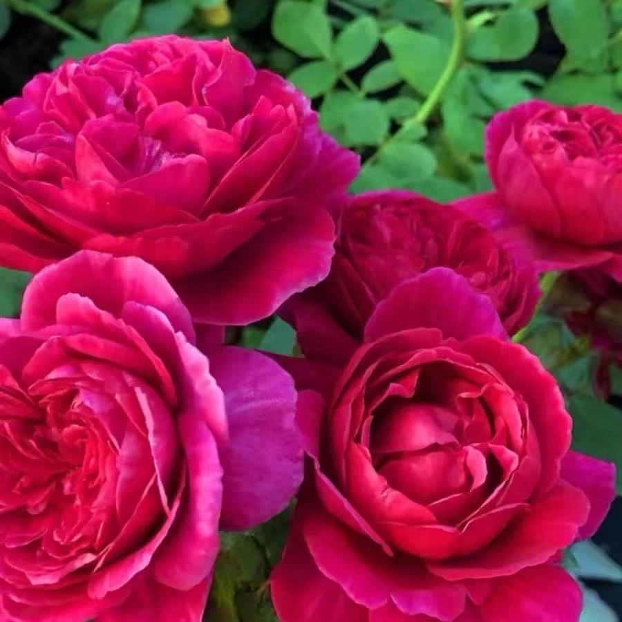 【伊夫酒窖】树桩嫁接月季花盆栽地栽阳台庭院