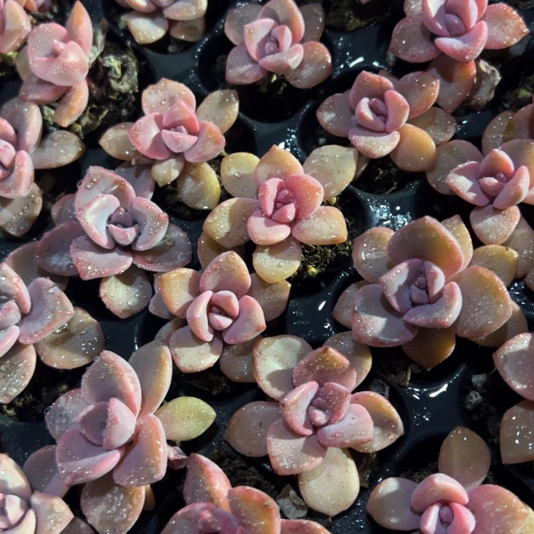 正版叶插彩虹糖多肉到手4颗 大小3cm 量拍多肉满18包邮