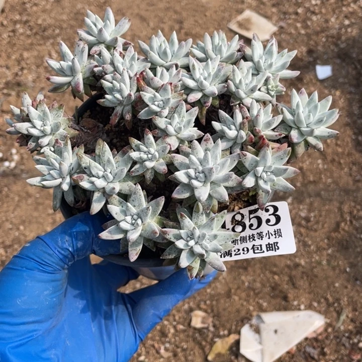 853号白菊多肉植物有干疤