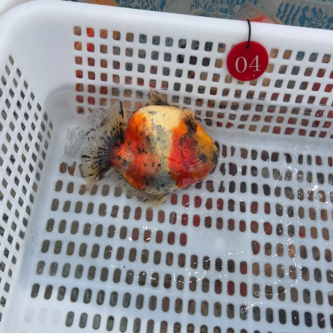 岁***丶金鱼你好吗我好想你