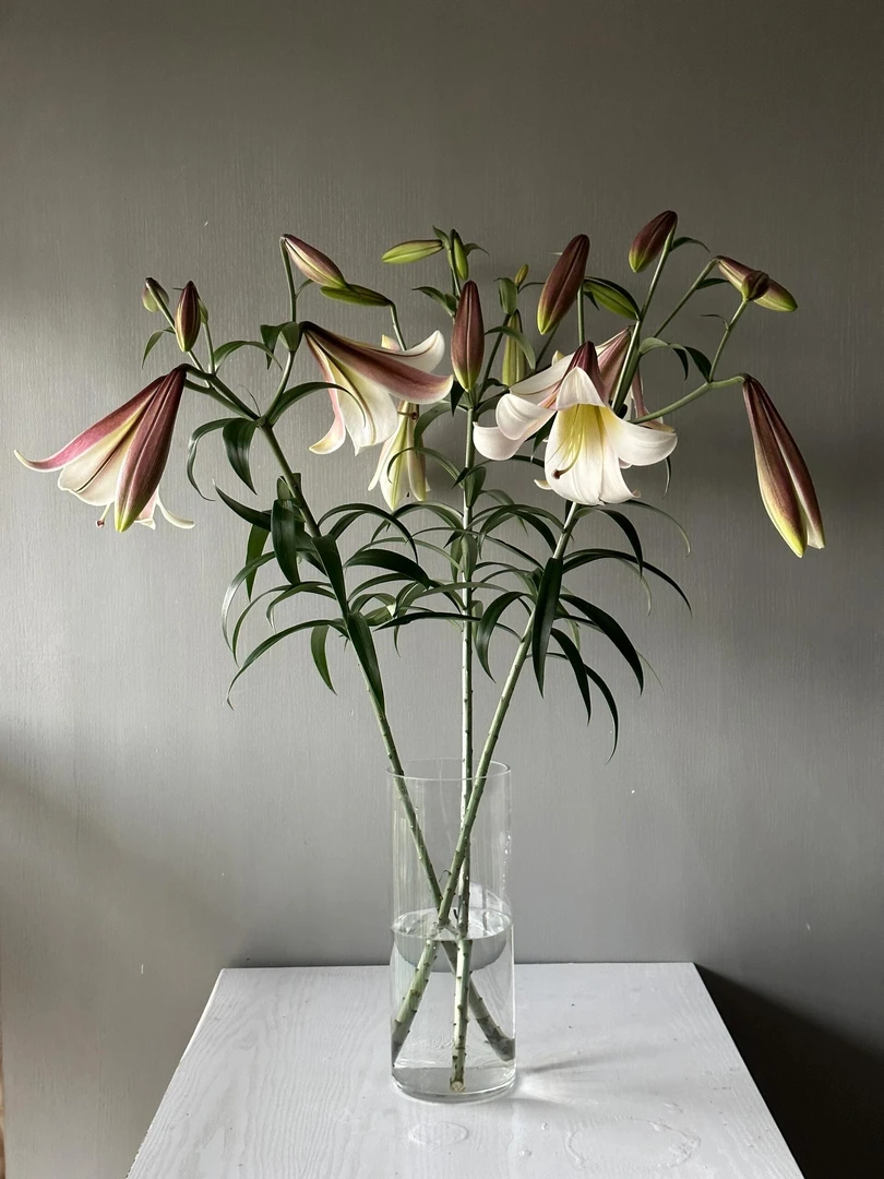 稀有东方月亮亚百合三头顺丰包邮云南基地直发