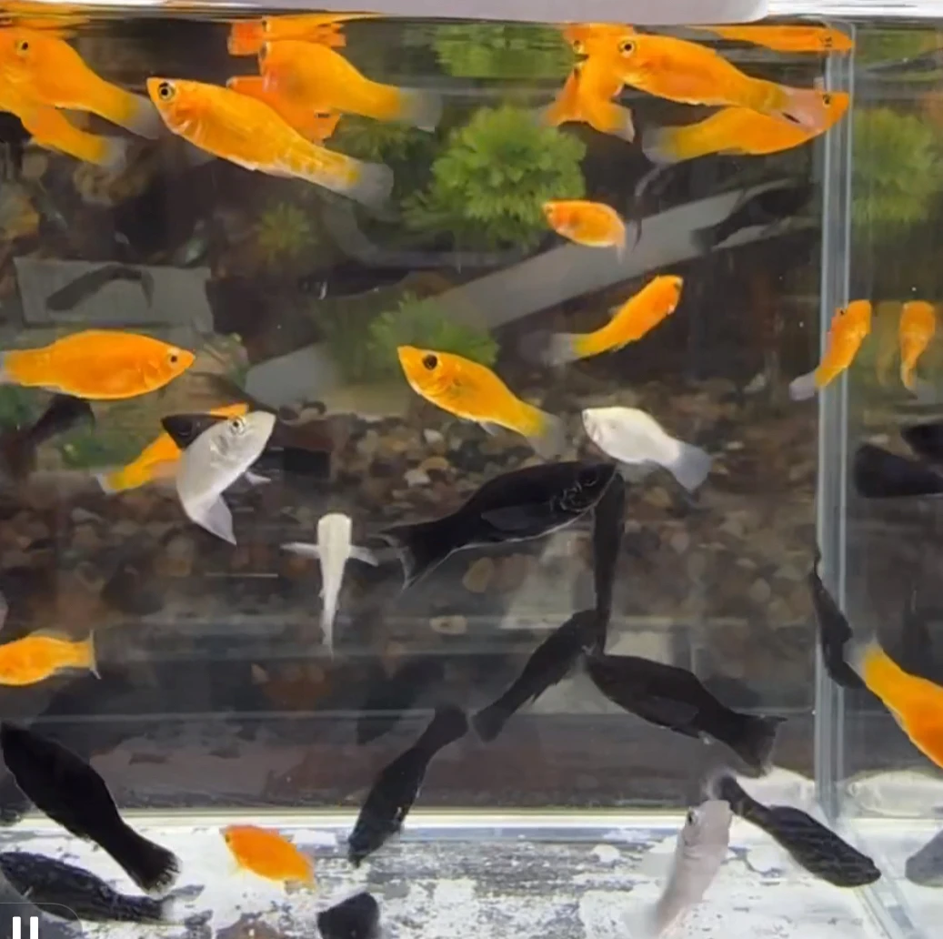 B观赏玛丽鱼好养耐活吃油膜胎生鱼（到货不开袋子联系客服报损）