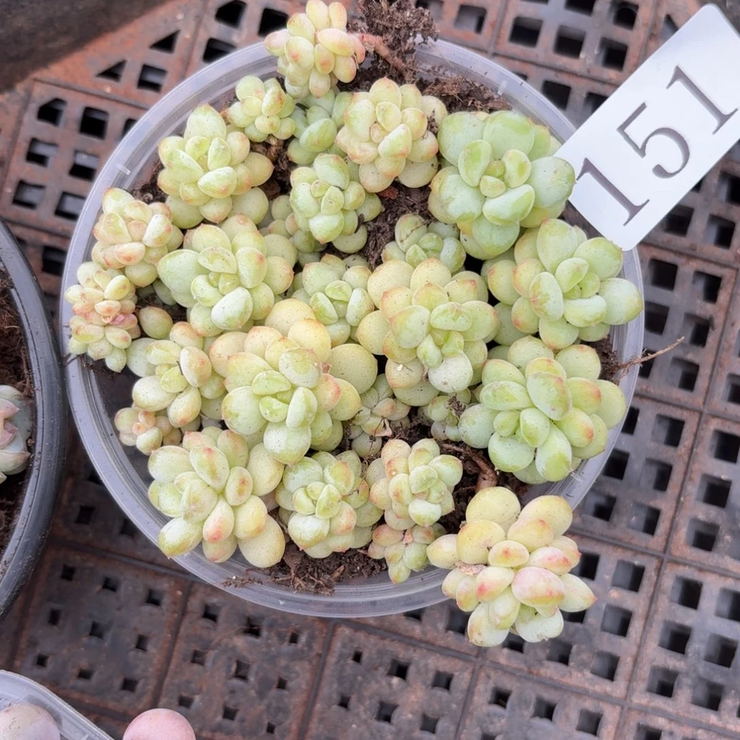 多肉植物多肉植物151