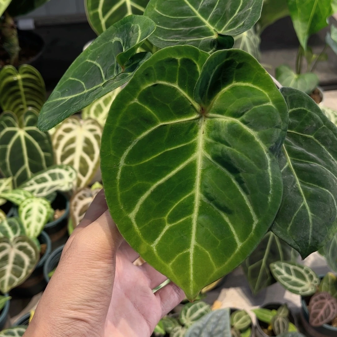 完全开放红心霍夫曼