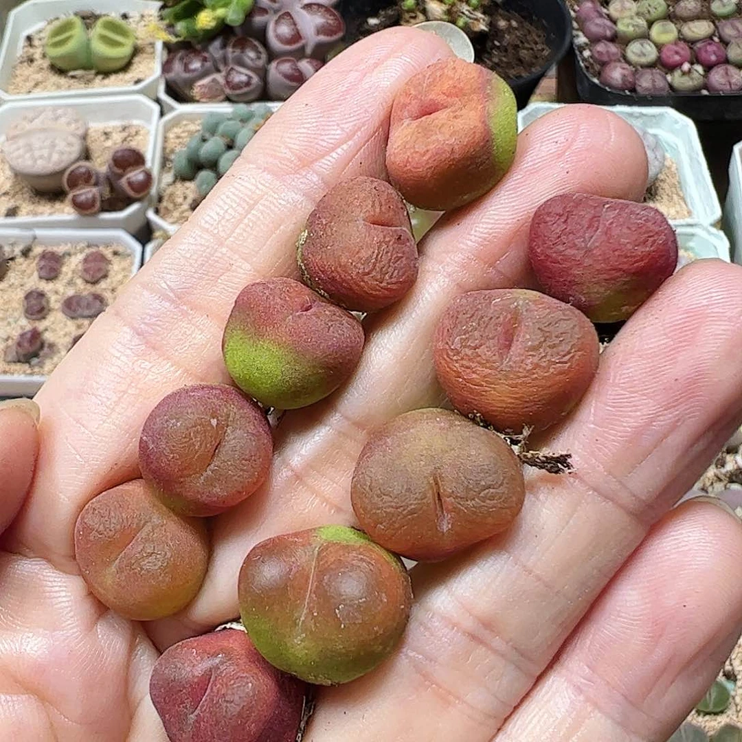 无花朵水蜜桃一手包邮…………………