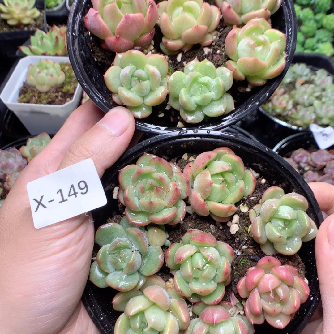 无花朵X149玉骨珍妮yyyyyyyyt