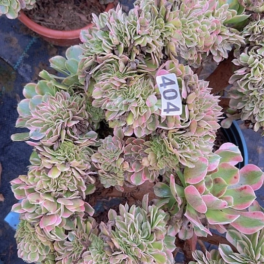 独***吧多肉植物一个香非追