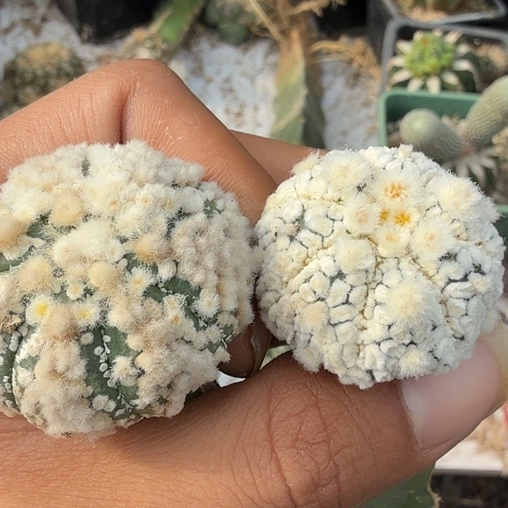 蕾***靴花园兜仙人球嫁接两个