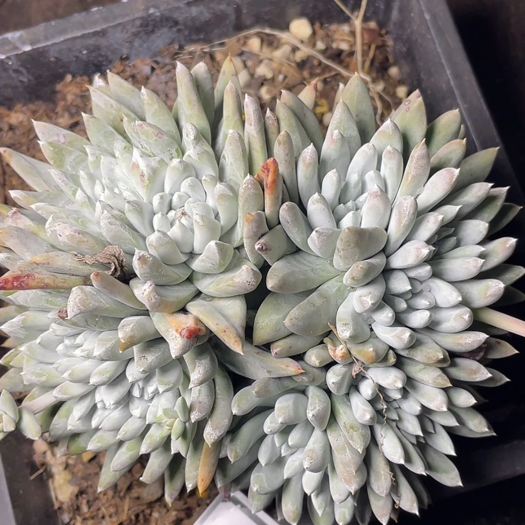 【闪购商品】60340