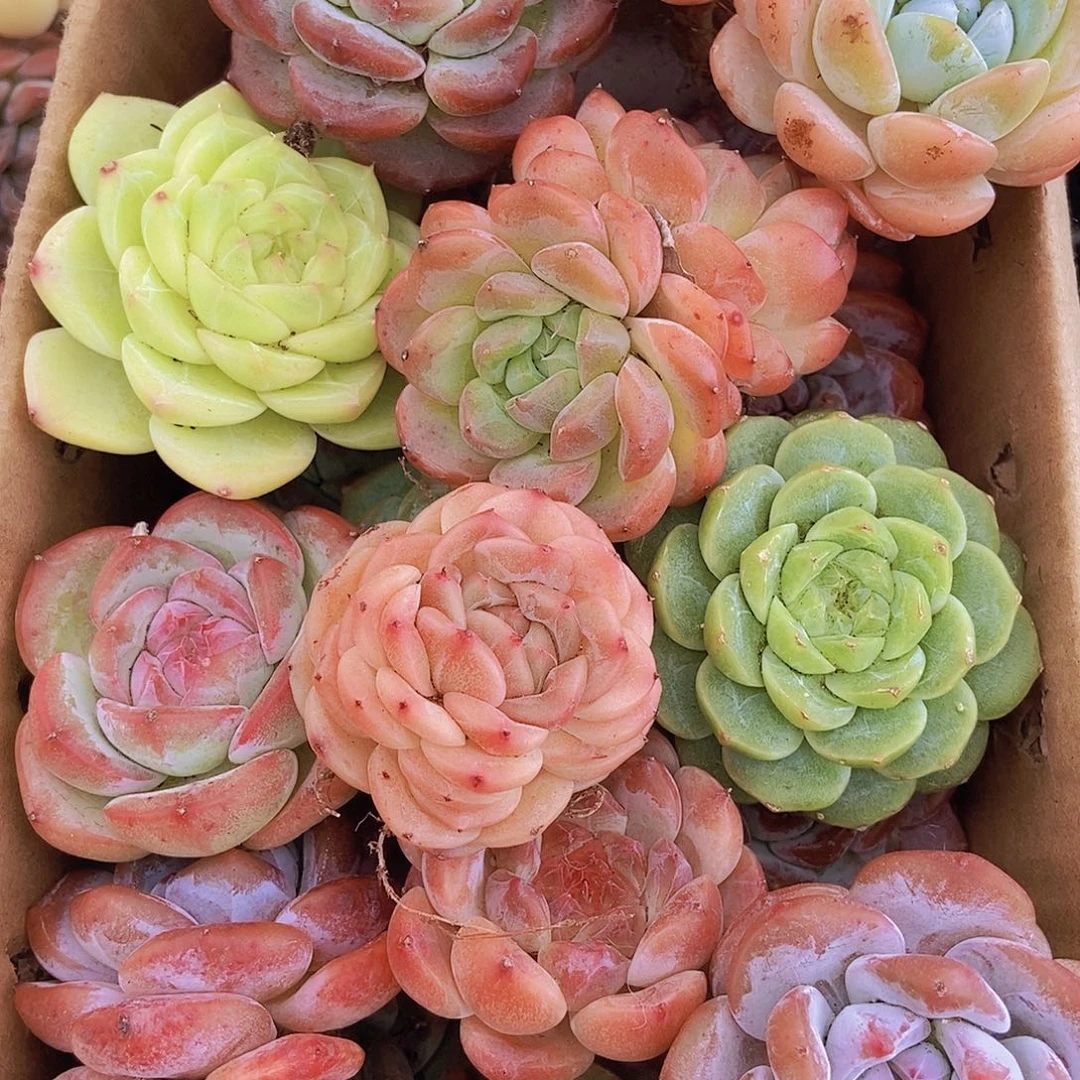 00002量拍保底20颗，大