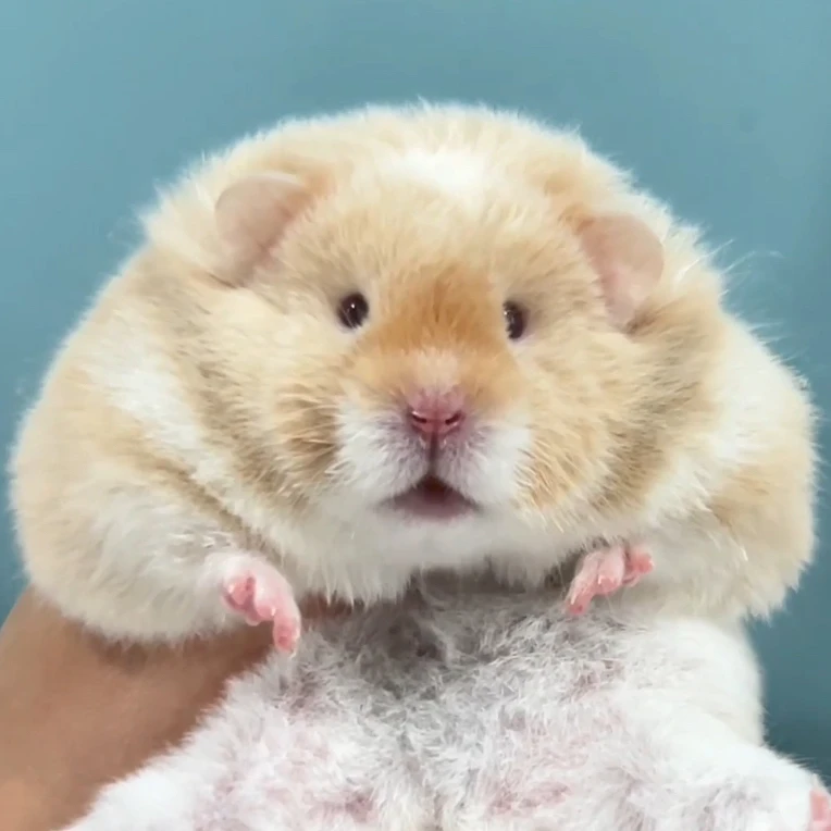 高品质重点色金丝熊，波利金丝熊仙女家的鼠鼠富养崽崽