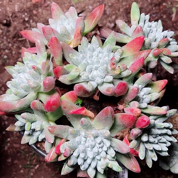 9510塔莉雅雪花仙女杯多肉