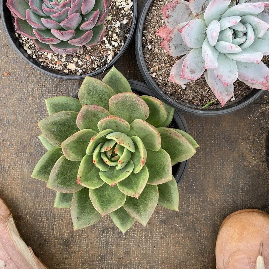 嘟***暑若如东云组拍A681