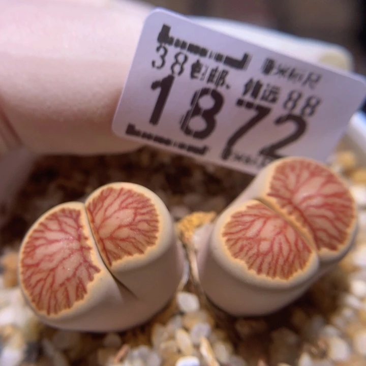 zzz精品生石花1872