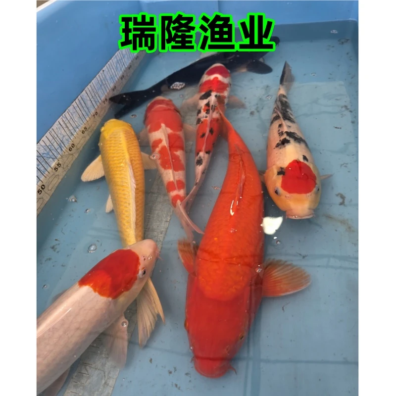 锦鲤25cm淡水201-250红白大正昭和丹顶火鲤冷水风水观赏鱼包邮