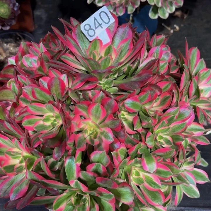 0000000000840变异新品多肉