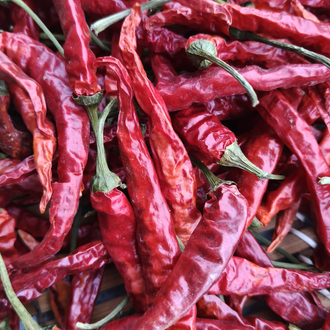 贵州遵义小米辣今年新