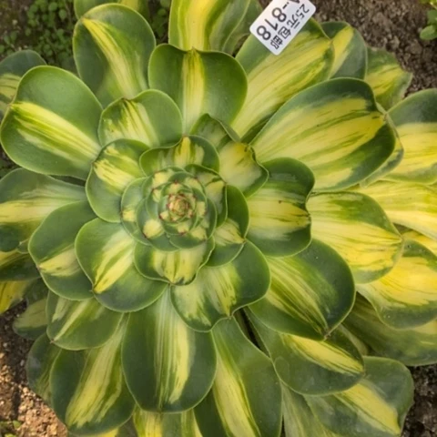 818暴君满25包邮多肉