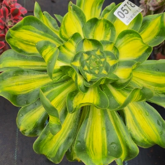 暴君0578888888888888