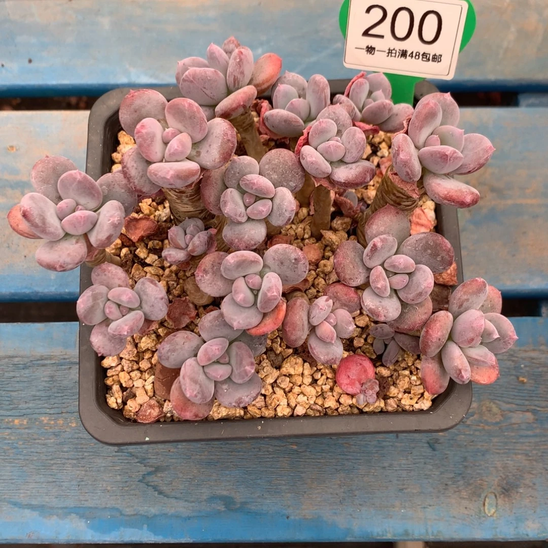 莉***酱灰姑娘老桩无砍200