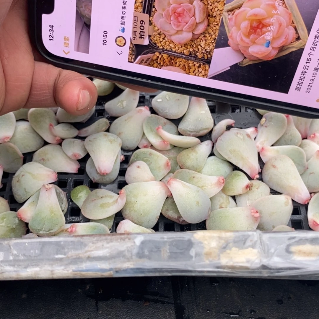 祥云叶片一个多肉