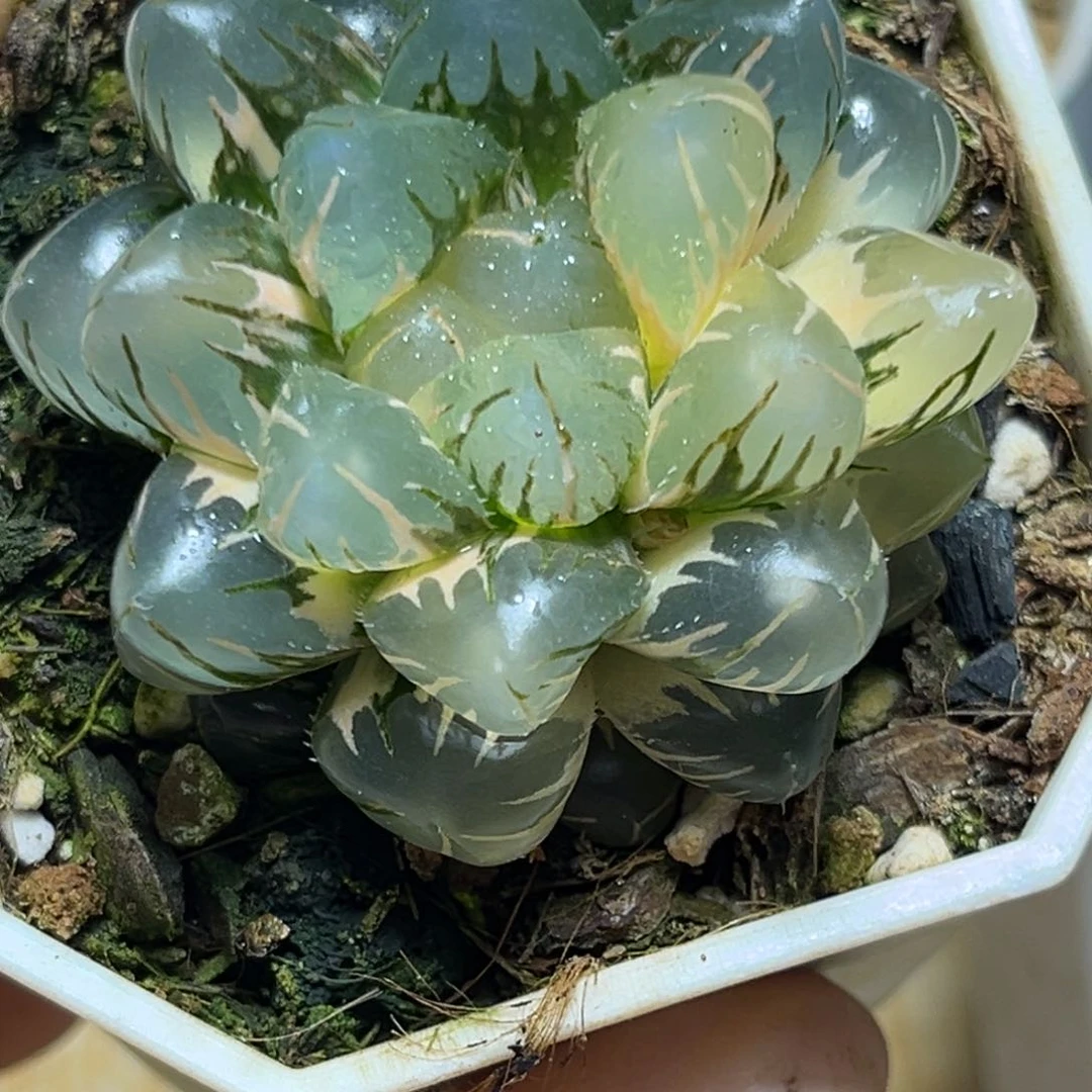 恭喜发财大吉大利896