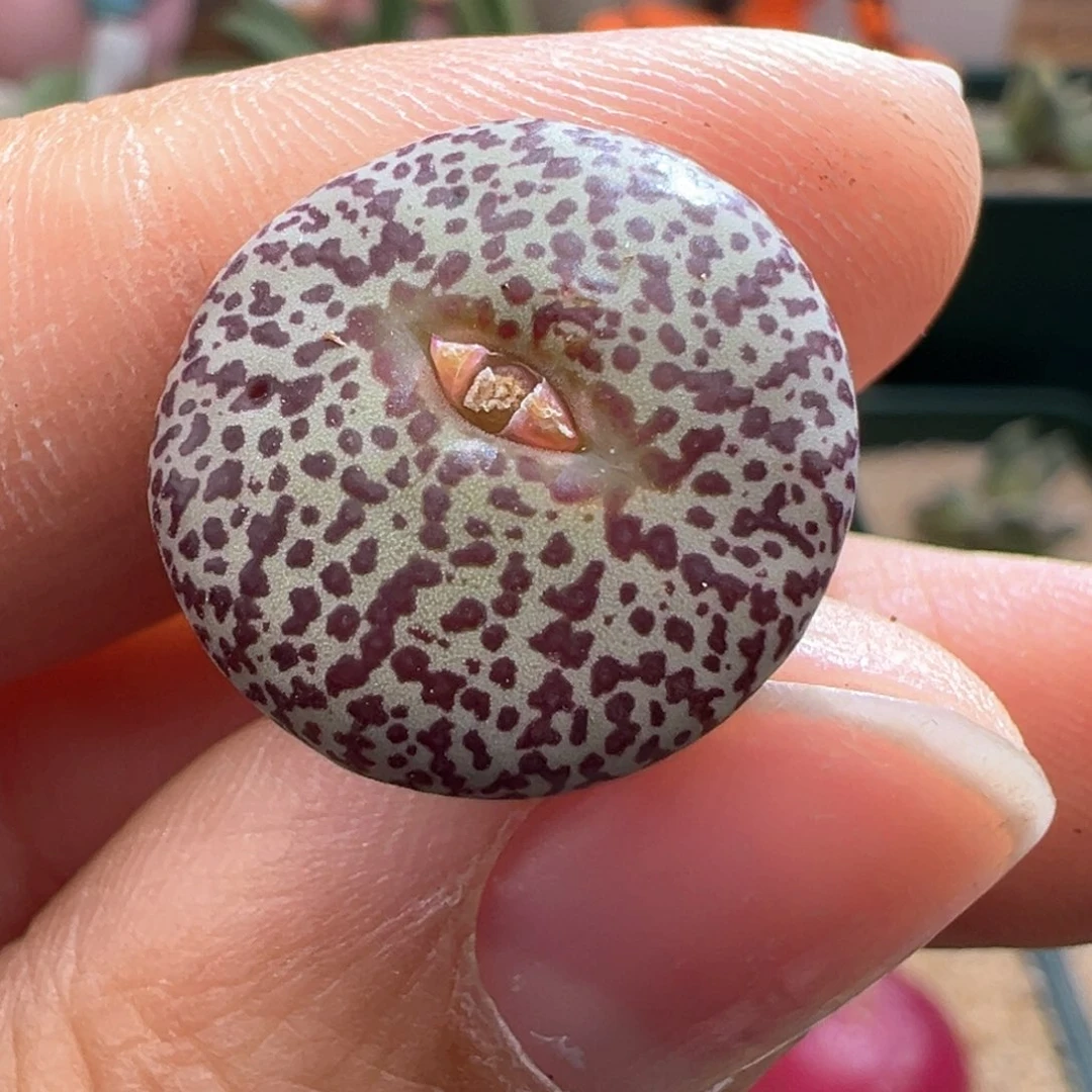 672。霓虹安贞。多肉植物