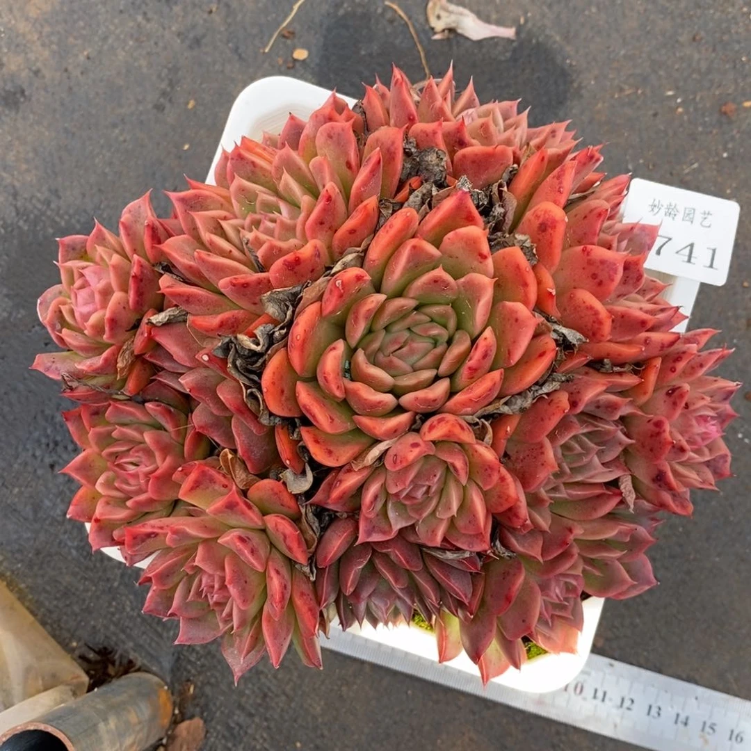 7741杂交多肉老桩