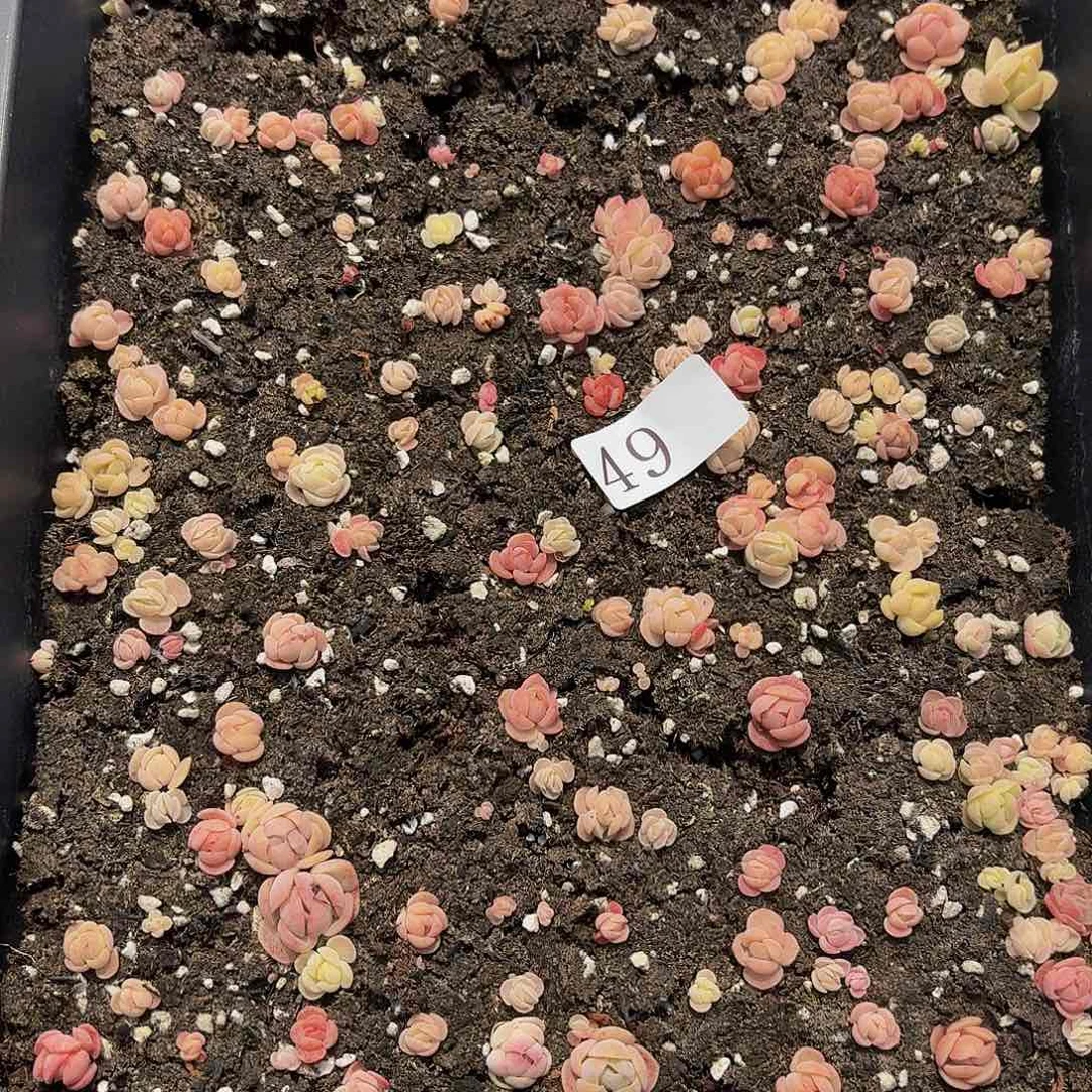 多肉植物多肉植物49